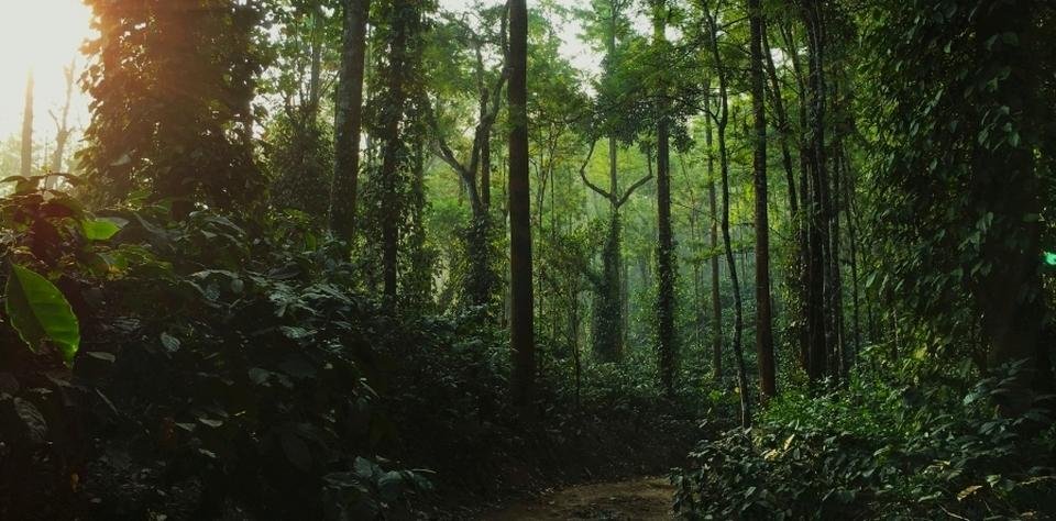 Forest trail
